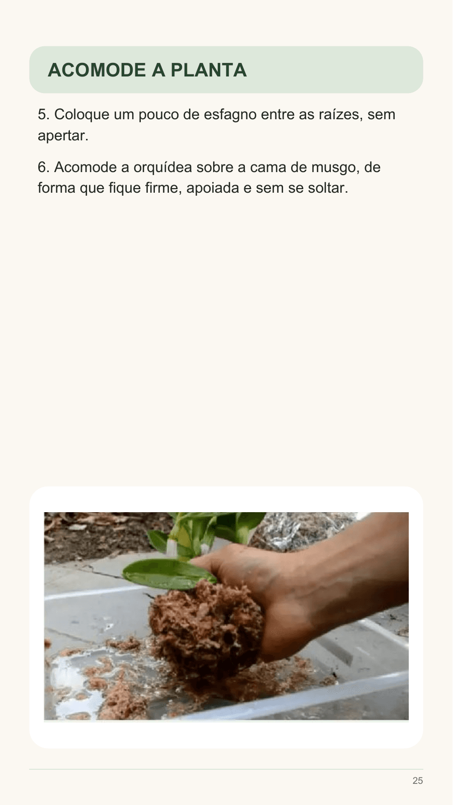 Página 25 do ebook: orientação ilustrada para acomodar a orquídea no recipiente da UTI.