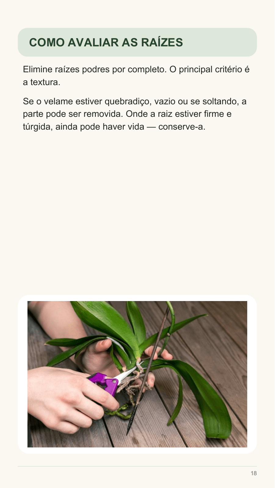 Página 18 do ebook: como avaliar a textura das raízes e reconhecer partes que devem ser preservadas.